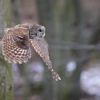 Pustik obecny - Strix aluco - Tawny Owl 4623